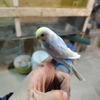 Cocoriti allevati a mano