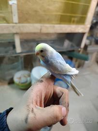 Cocoriti allevati a mano