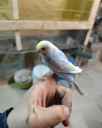 Cocoriti allevati a mano