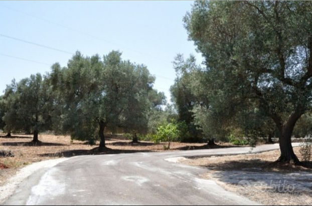 Terreno agricolo con uliveto