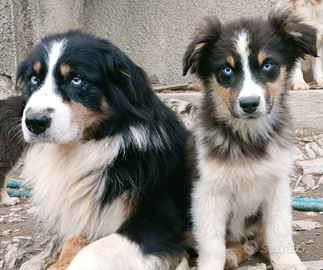Cuccioli di pastore australiano