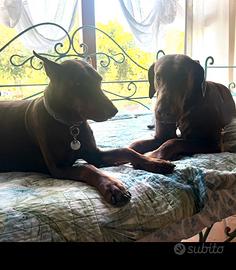 Cuccioli Dobermann marroni allevati in ambiente fa