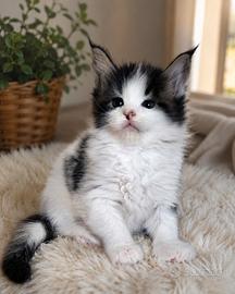 Disponibili cuccioli maine coon