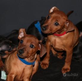 Zwergpinscher nano