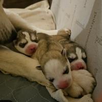 Cuccioli di Siberian husky con pedigree Enci