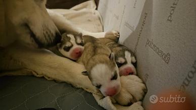 Cuccioli di Siberian husky con pedigree Enci