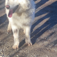 Fiocco il cucciolo maremmanino