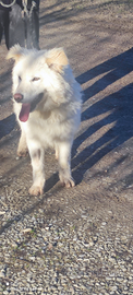 Fiocco il cucciolo maremmanino