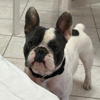 Bulldog francese maschio