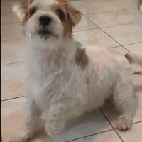 Jack Russell Terrier pelo lungo ruvido da Monta