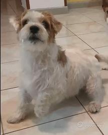 Jack Russell Terrier pelo lungo ruvido da Monta