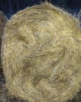 fieno in rotoli di erba naturale 