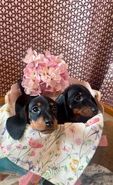 Cuccioli bassotto PEDIGREE ALLEVAMENTO ENCI fci