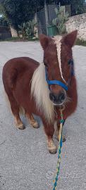 Pony shetland gravida