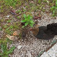 Galline Olandesi nane