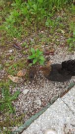 Galline Olandesi nane