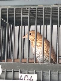 Tordi sasselli e bottacci