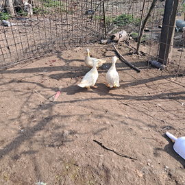 Anatra mignon veneta