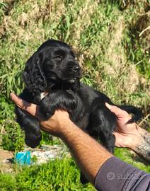 Working cocker spaniel