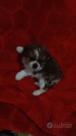 Cucciole taglia piccola