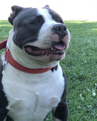 Bully x monte