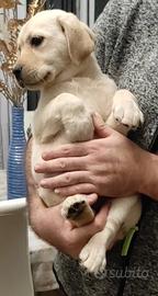 Maschietto labrador giallo