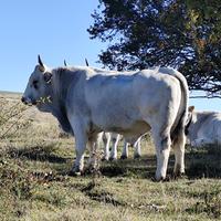 Toro cedola romagnolo