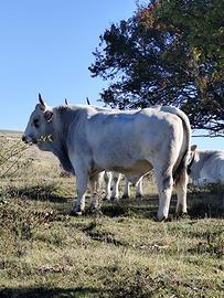 Toro cedola romagnolo