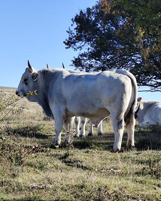 Toro cedola romagnolo