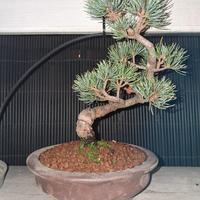 bonsai