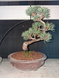 bonsai