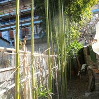 CANNE  DI  BAMBU  MOSU   ALTO  FUSTO  DA  TAGLIARE