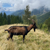 Becco camosciato di 2 anni