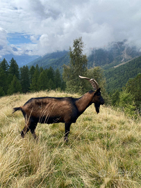 Becco camosciato di 2 anni