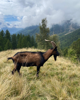 Becco camosciato di 2 anni
