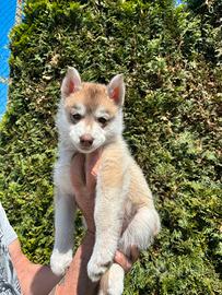 Siberian Husky