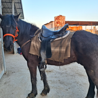 Cavallo Bardigiano 4 anni