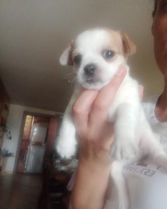 Chihuahua