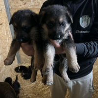 Cuccioli Pastore tedesco