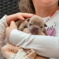 American bully rimborso spese