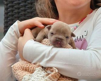 American bully rimborso spese