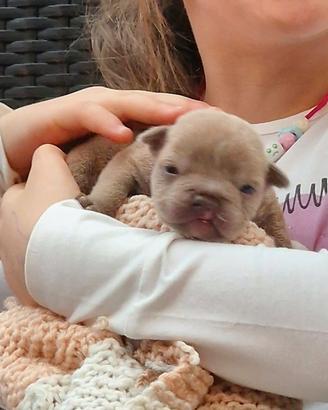 American bully rimborso spese