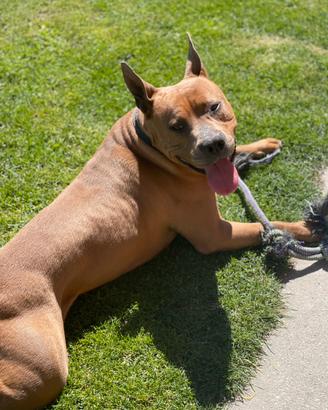 Amstaff di 4 anni