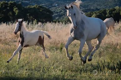 Foal maschio pezzato sella italiano
