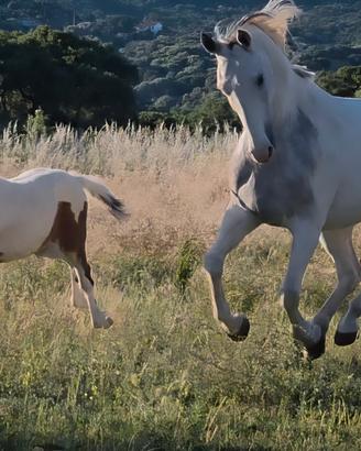 Foal maschio pezzato sella italiano