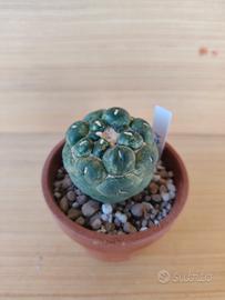 Coryphantha elephantidens inermis cactus