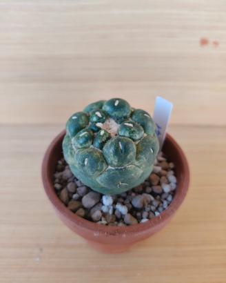 Coryphantha elephantidens inermis cactus
