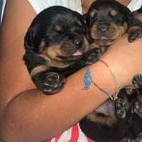 Cuccioli rottweiler