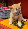 cuccioli-allevati-da-noi-shiba-inu-2-mesi-