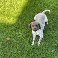Lagotto romagnolo